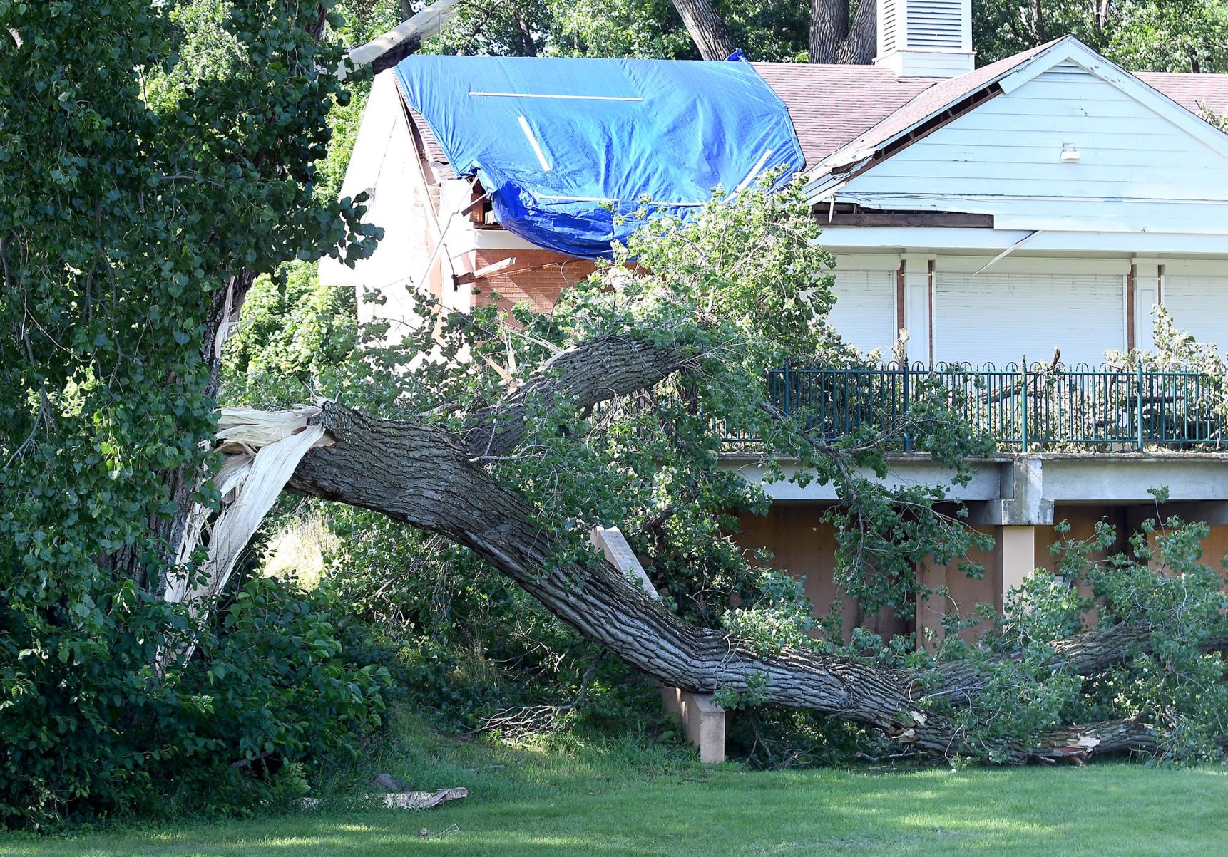 Land of Memories tree damage